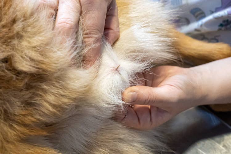 A close up of a grass seed embedded in a dog's skin while the owner tries to remove it.