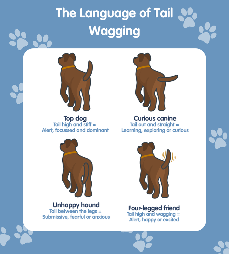 An illustraive grid infographic decoding the meaning behind your dog's body language, partiularly how their tail is wagging.