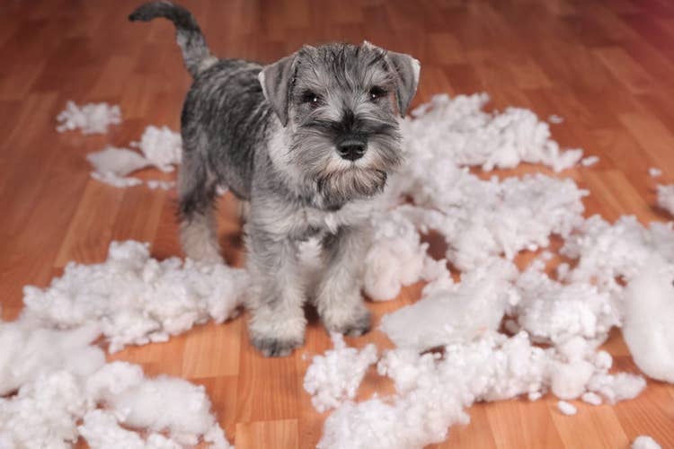 Destructive Schnauzer puppy