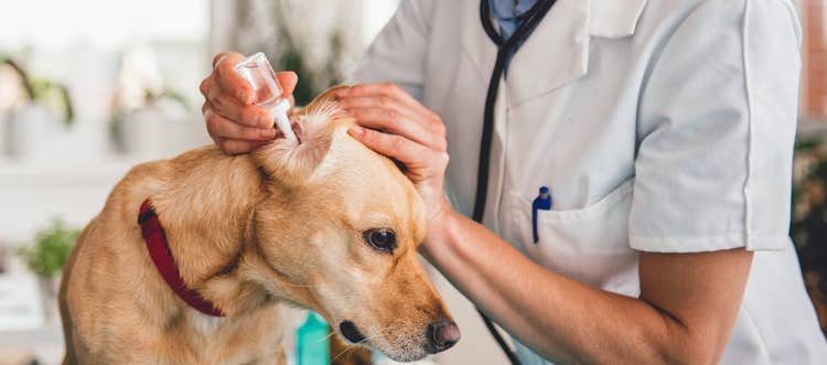 A young labrador with a burgandy collar having their ears cleaned professionally by a vet.