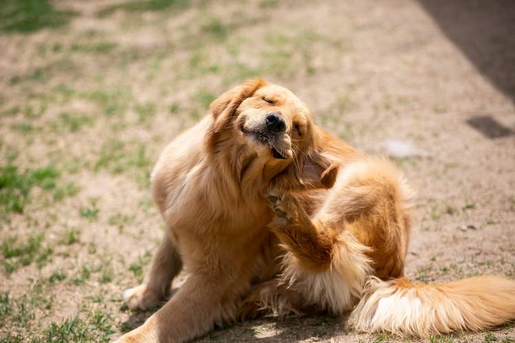 Dog scratching their ear | signs your dog has fleas