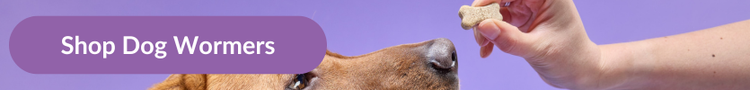 A fox red labrador being offered a Drontal Tasty Bone worming treatment with overlay text that reads &#34;Shop Dog Wormers&#34;