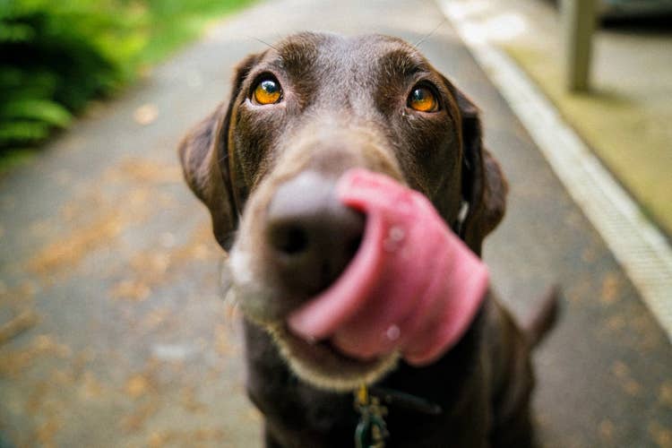 A brown labrador out on a walk stoppig to lick his lips while looking at the camera.