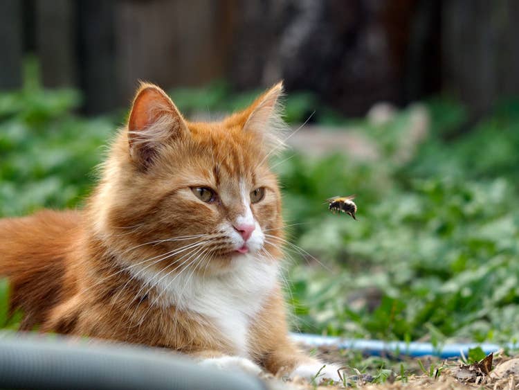 A white and tan long-haired cat lying in the garden nose to nose with a bee.