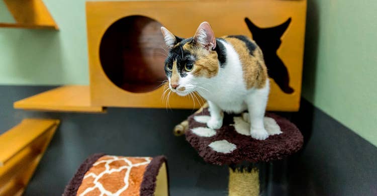 Calico cat in cat hotel