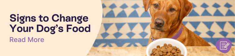 Signs You Should Change Your Dog's Food