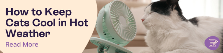 How to keep cats cool header