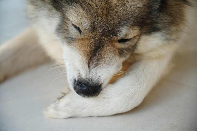 A Malamute lying on a kitchen floor hewing their front left paw