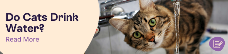 Do cats drink water?