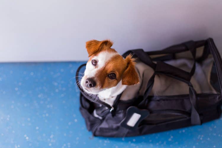 A ginger and white Jack Russel terrier lookin up at their owner from inside their carrier