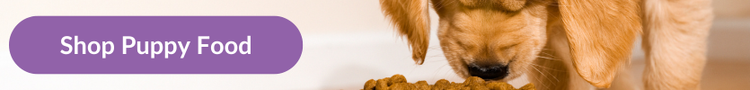 A golden retreiver puppy eating out of a large, white ceramic dog bowl that reads &#34;Food&#34;