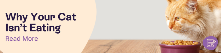 Why Your cat's not eating Header