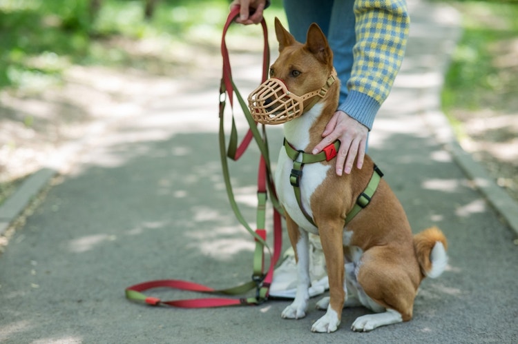 An owner calming holding their muzzled dog as their trigger passes.