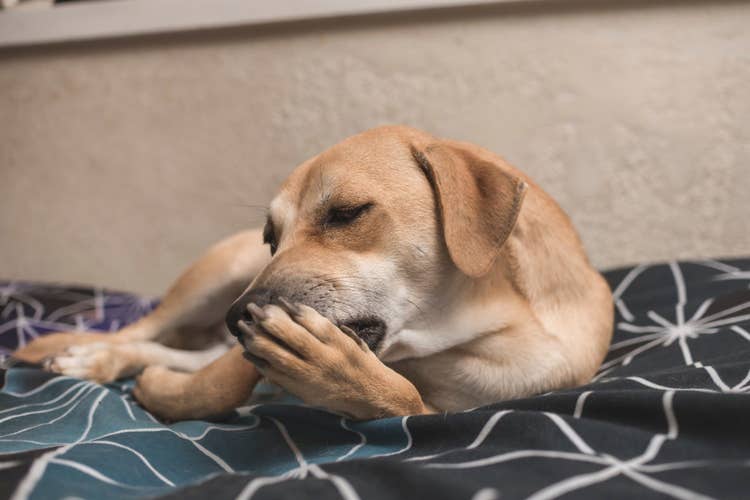 A red labrador lying on their bed chewing at their front right paw