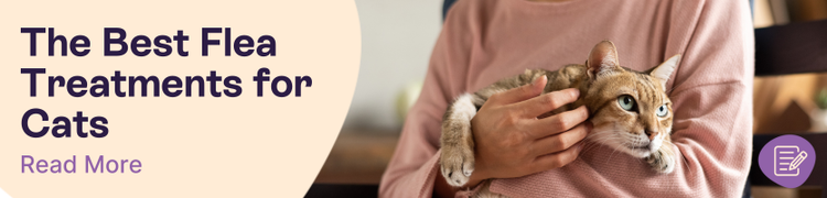 What is the Best Flea Treatment for Cats Header