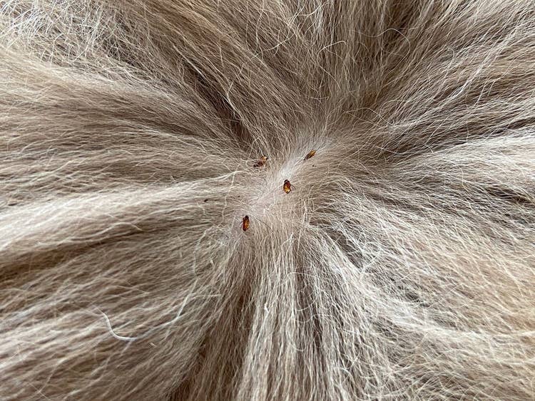 Fleas in dogs fur