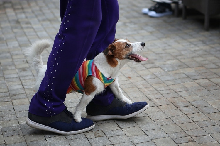 A Jack Russell Terrier in a rainbow-striped harness balanced on their owners feet, looking up at them expectantly