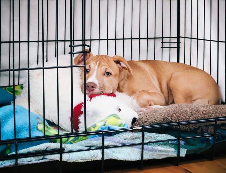 Puppy content ina crate | Crate training puppies