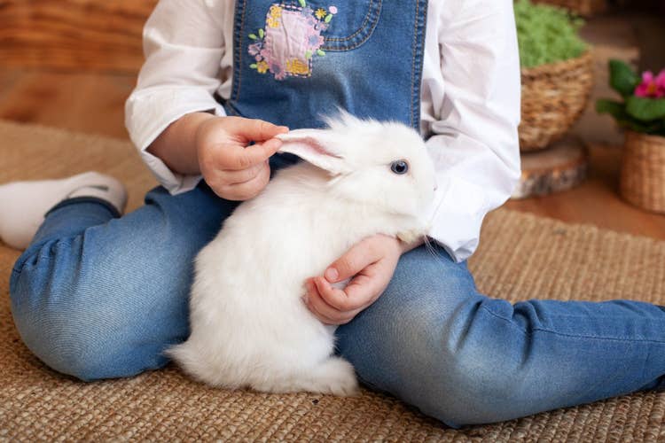 A child wearing dungarees sitting on the floor and appropriately handling a white dwarf rabbit.