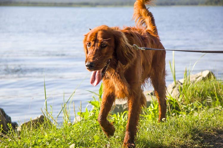 A reddish Golden Retriever walking happily on a lead next to a lake.