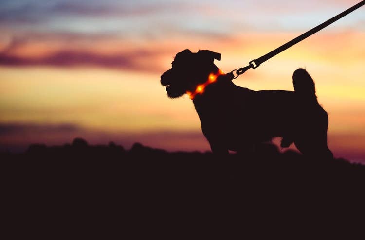 Light up dog collars | Dog on a walk with a light up collar on