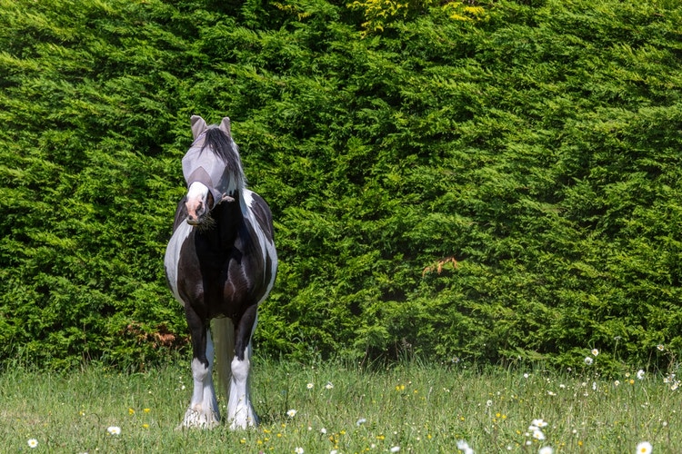A horse in pasture wearing a fly mask to protect their face from flies