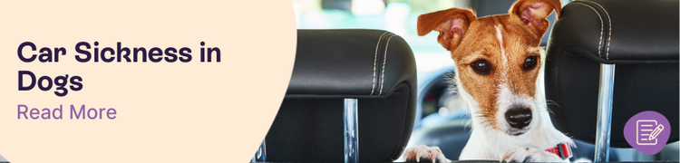 How to Prevent Car Sickness in Dogs Header