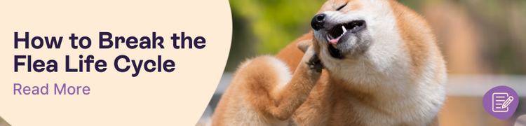 How to Break the Flea Lifecycle