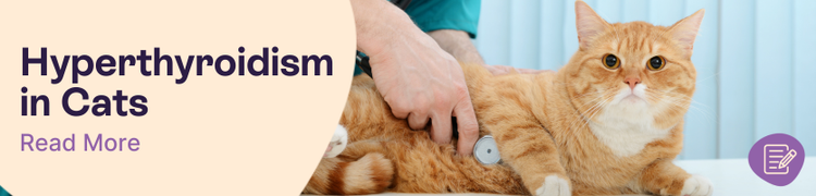 Hyperthyroidism in cats