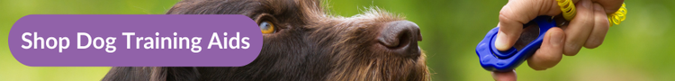 An owner training their brown and white wire-haired pointed with a dog clicker training aid with overlay text that reads &#34;Shop Dog Training Aids&#34;