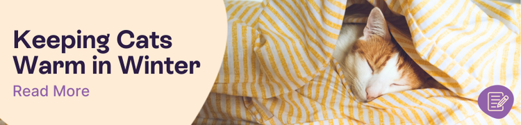 How to keep your cat warm header