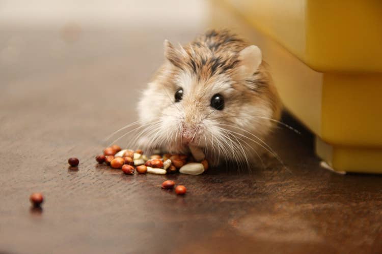A rbwon and white roborovski hamster nibbling on some seeds
