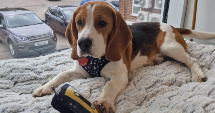 Max the Beagle lying on a soft bed beside the window of our Keynsham office.