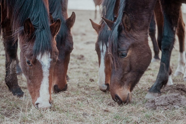 A herd of horses grazing hay in a dry pasture