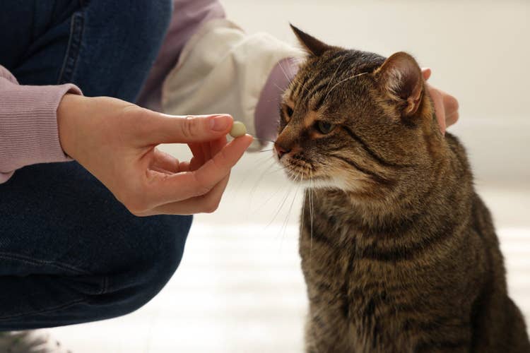 An owner offering their unipressed tabby cat a tablet in the kitchen.