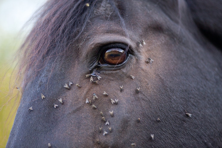Close up on a black horse's eye surrounded by flies