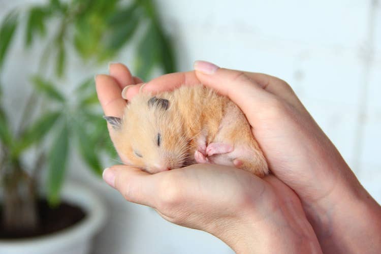 A golden syrian hamster curled up asleep in its owners cupped hands.