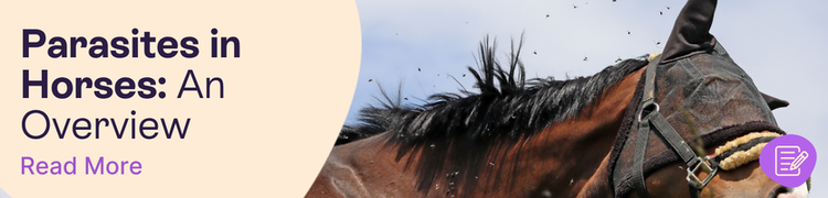 A horse wearing a fly mask surrounded by flies with overlay text that reads "Parasites in Horses: an Overview"