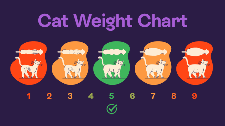 A colour-coded cat weight scale to help identify if a cat might be overweight