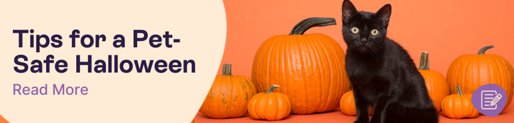 Tips for a Pet Safe Halloween header of a black cat sitting among pumpkins on an orange background