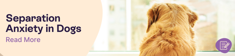 How to help dogs with seperation anxiety header