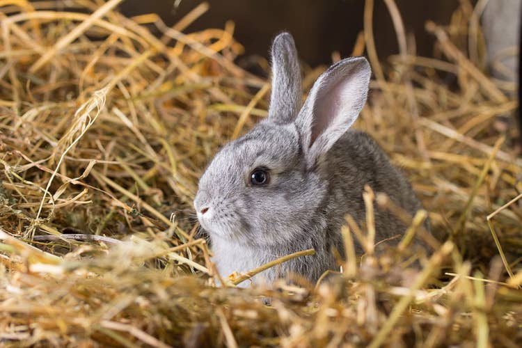A nervous grey dwar rabbit huddled down in bedding hay.