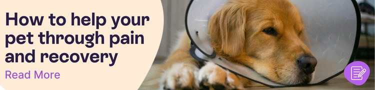 Golden retriever dog with collar cone lying on floor title - How to help your pet through pain and recovery