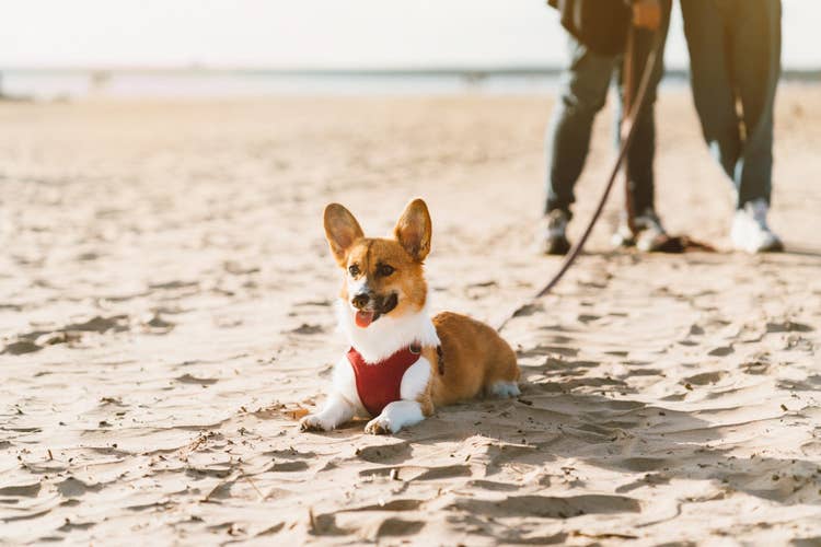 A corgi in a red harness lying down in the sand at the beach.