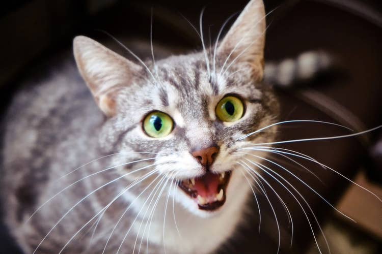A grey and white tabby cat looking directly at the camera and meowing to get human attention.
