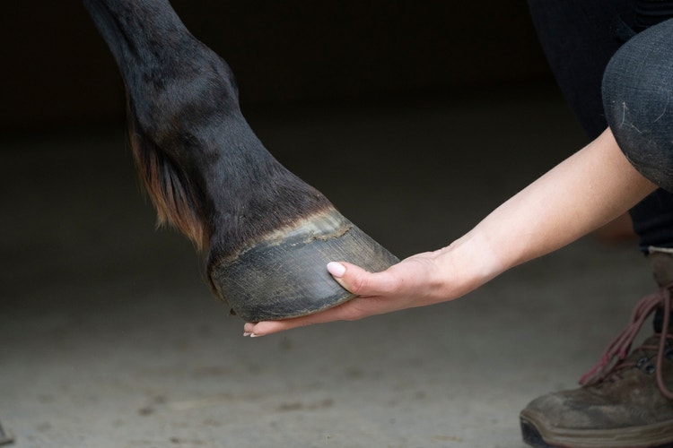 Close up of a black horse hoof resting in a keepers palm