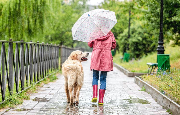 Golden Retriever walking in the rain beside a child wearing pink wellies and carrying an umbrella