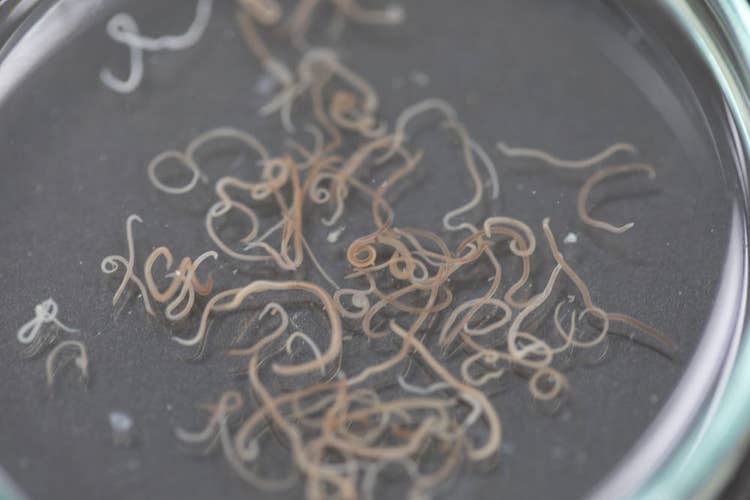 A close up photograph of roundworms in a petri dish
