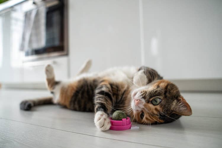 A brown, white, and orange cat lying on its back playing with a toy in a kitchen