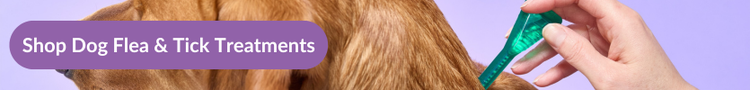 A fox red labrador having a green pipette of flea treatment administered to the back of his neck with overlay text that reads &#34;Shop Dog Flea &amp; Tick Treatments&#34;